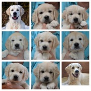 fotocollage pups met Mads en Maxx